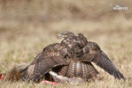 Buizerd