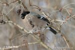 Bullfinch