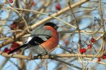 Bullfinch