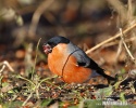 Bullfinch