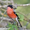 Bullfinch