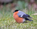 Bullfinch