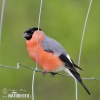 Bullfinch