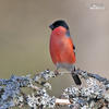 Bullfinch