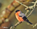 Bullfinch