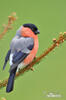 Bullfinch