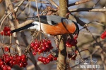 Bullfinch