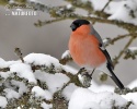 Bullfinch