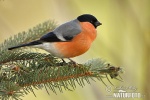 Bullfinch