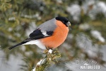 Bullfinch