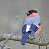 Bullfinch