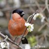 Bullfinch