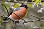 Bullfinch