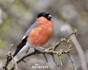 Bullfinch