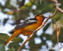 Bullock´s Oriole