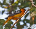 Bullock´s Oriole