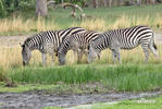 Burchells Zebra