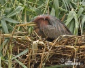 Burung Bangau Paya