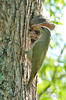 Burung Belatuk Gunung