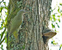 Burung Belatuk Gunung