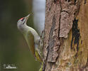 Burung Belatuk Gunung