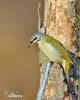 Burung Belatuk Gunung