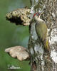 Burung Belatuk Sisik