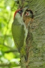 Burung Belatuk Sisik