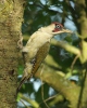 Burung Belatuk Sisik