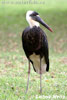 Burung Botak Padang