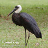 Burung Botak Padang