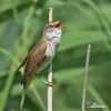 Burung Cekup Rumput