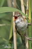 Burung Cekup Rumput