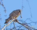 Burung Falko Serani