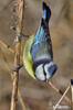 Burung gelatik biru