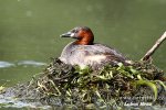 Burung Grebe Kecil