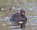 Burung Grebe Kecil