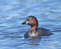 Burung Grebe Kecil