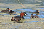 Burung Grebe Kecil