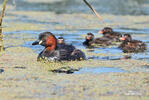 Burung Grebe Kecil