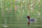 Burung Grebe Kecil