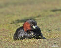 Burung Grebe Kecil