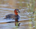 Burung Grebe Kecil