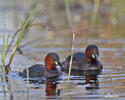 Burung Grebe Kecil