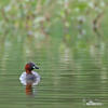 Burung Grebe Kecil