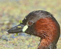 Burung Grebe Kecil