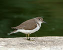 Burung Kedidi Pasir