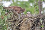 Burung Lang Gempal