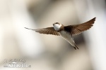 Burung Layang-layang Awan