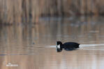 Burung Pangling Hitam